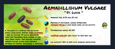 Armadillidium Vulgare St. Lucia Isopod Bin Label